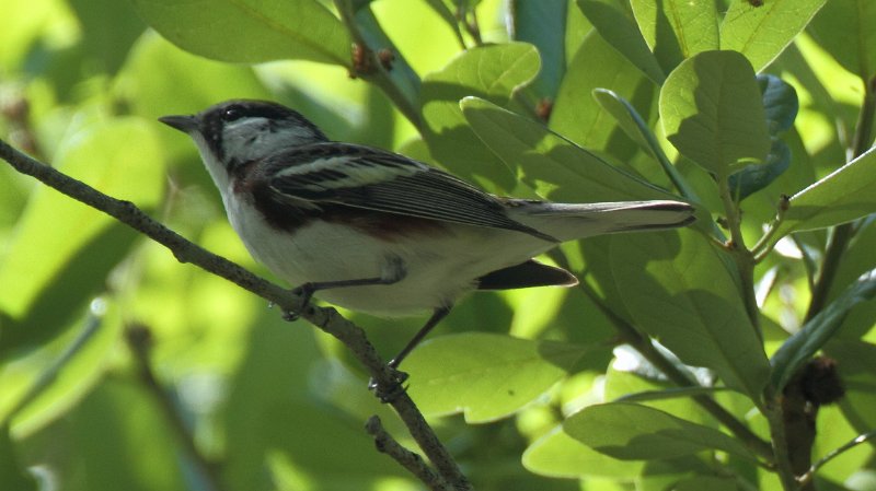 Chestnut-sided Warbler High Island_2010_04_24_3778.JPG
